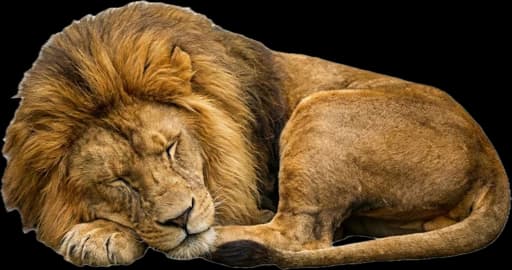 Sleeping Lion